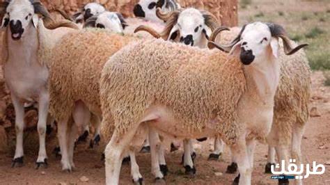 عمر الأضحية من البقر وكيفية ذبح الأضحية 4 عمر الأضحية من البقر وكيفية ذبح الأضحية