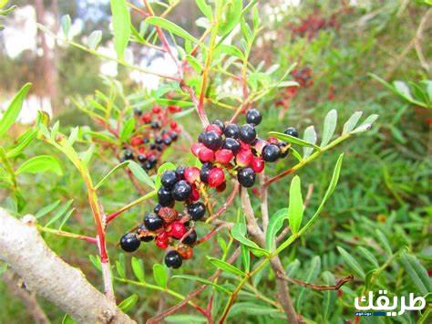 نبات بحرف الضاد 2024 4 نبات بحرف الضاد 2024