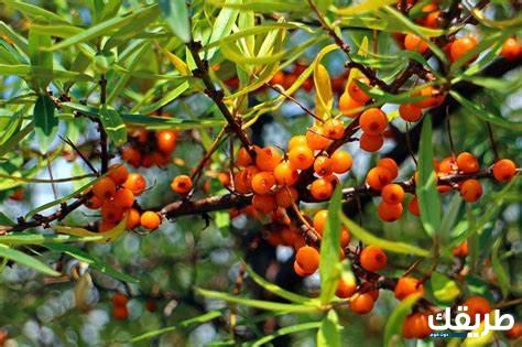 نبات بحرف السين 2024 5 نبات بحرف السين 2024