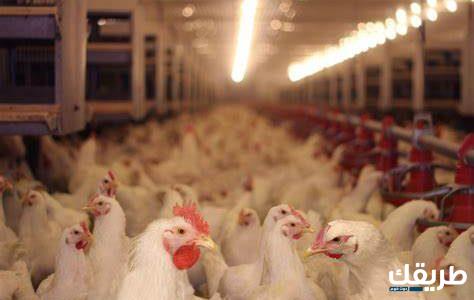دراسة جدوى مشروع مزرعة تربية الدواجن وأرباح 7 دراسة جدوى مشروع مزرعة تربية الدواجن وأرباح