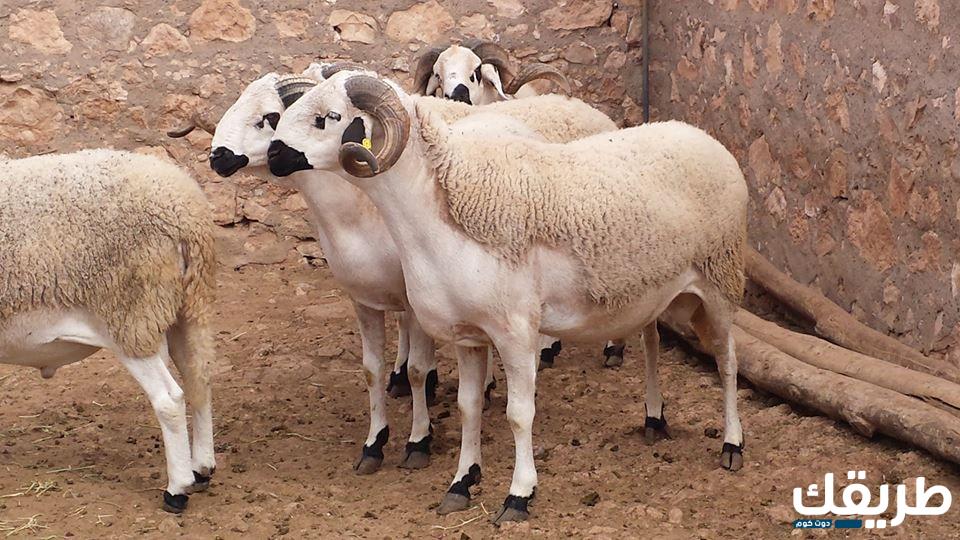 فضل الأضحية للمرأة وشروط الأضحية للمرأة 4 فضل الأضحية للمرأة وشروط