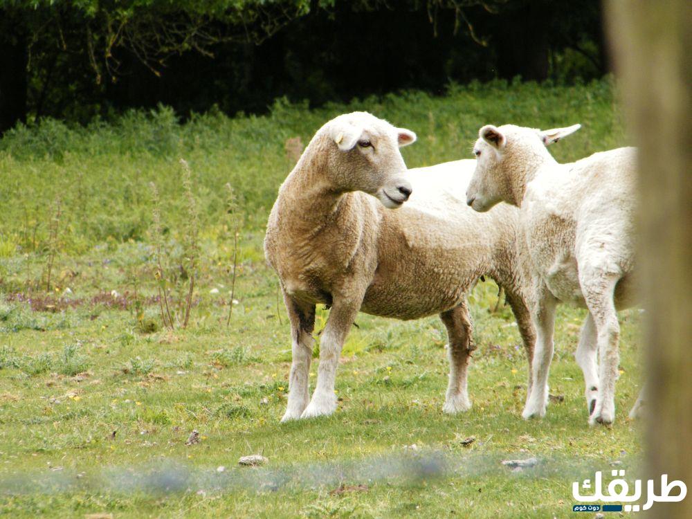 هل يجوز التضحية بنعجة 3 هل يجوز التضحية بنعجة