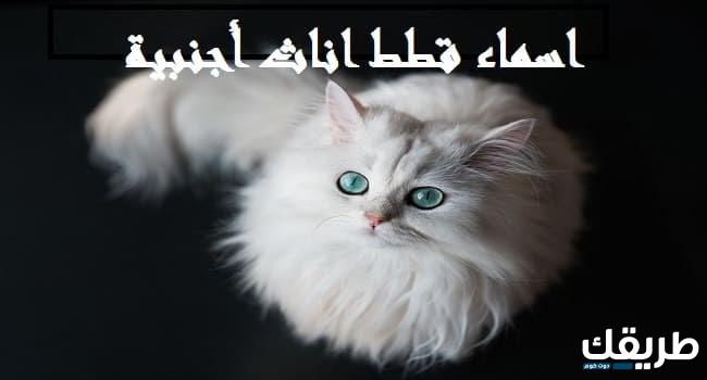 اسماء قطط اناث عيون زرقاء مميزة 2024 6 اسماء قطط اناث عيون زرقاء مميزة 2025