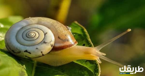 تفسير حلم رؤية الحلزون بدون قوقعة 7 تفسير حلم رؤية الحلزون بدون قوقعة