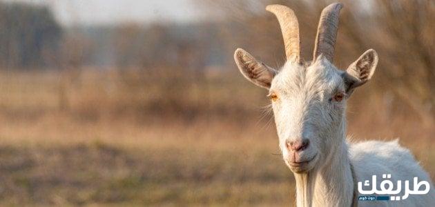 أيهما أفضل الأضحية أم الصدقة للميت 3 أيهما أفضل الأضحية أم الصدقة للميت