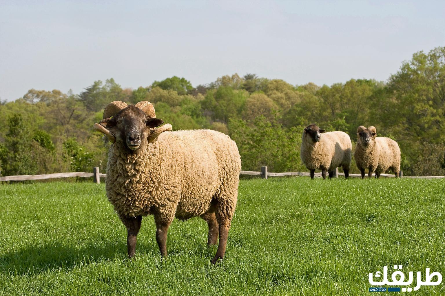 هل يجوز مساعدة الأب في ثمن الأضحية 3 هل يجوز مساعدة الأب في ثمن الأضحية