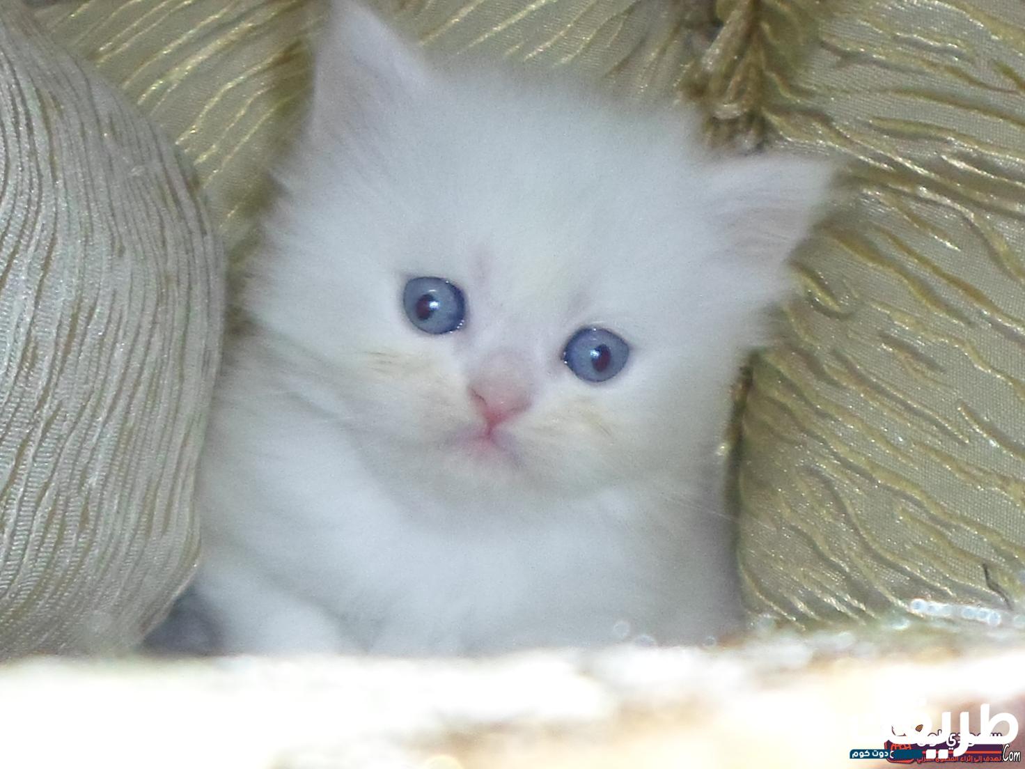 اجمل أسماء قطط بنات حلوة 2024 أحلى أسماء القطط 3 134534274869530