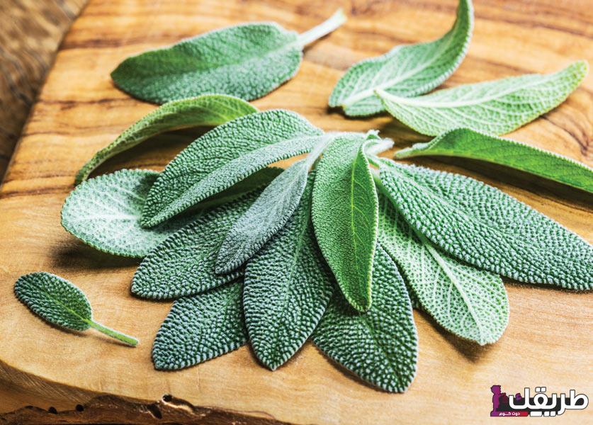 فوائد الميرمية للرجال للتغلب على مشاكل الضعف الجنسي 5 1689599588 mermi