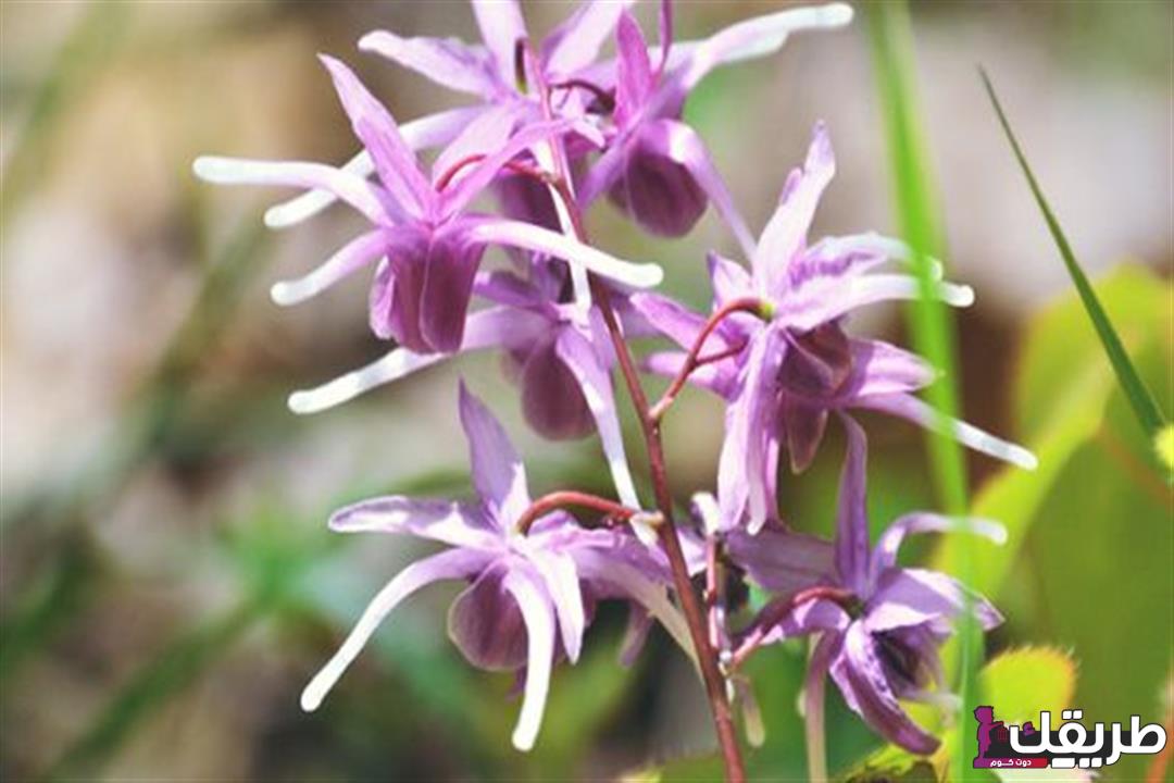 ما هي أبرز فوائد عشبة العنزة للجسم والشعر 9 2020 1 4 18 19 6 834