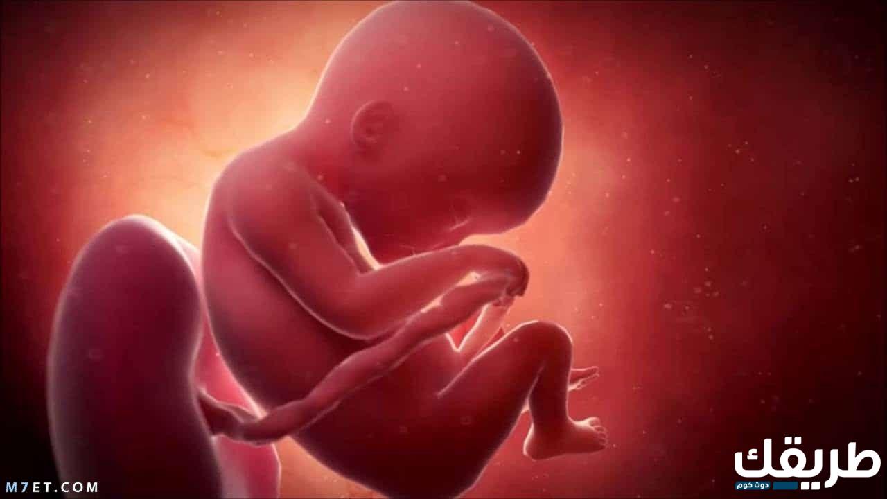 طريقة حساب نوع الجنين بالارقام بسهولة 5 227885595612698