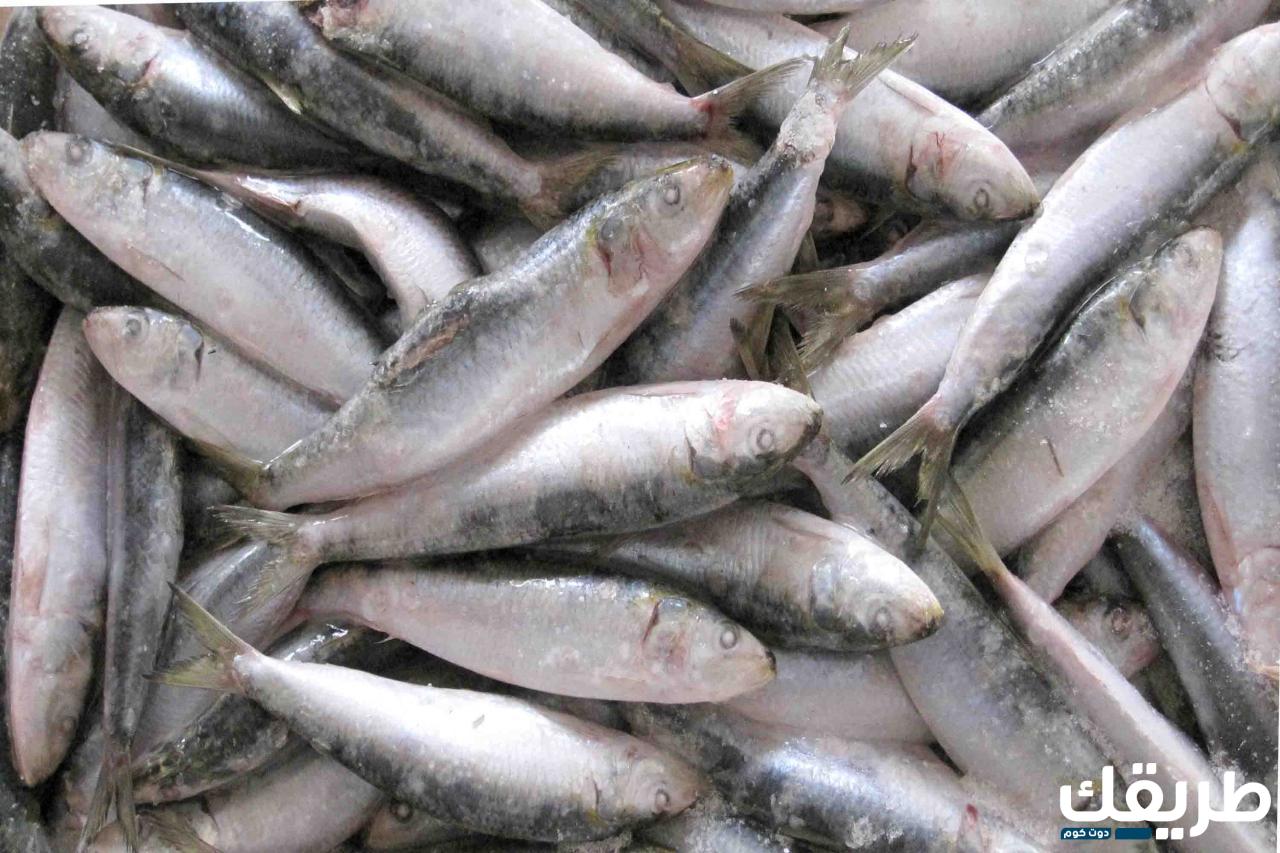 تفسير حلم سمك السردين في المنام 2 343154748186611