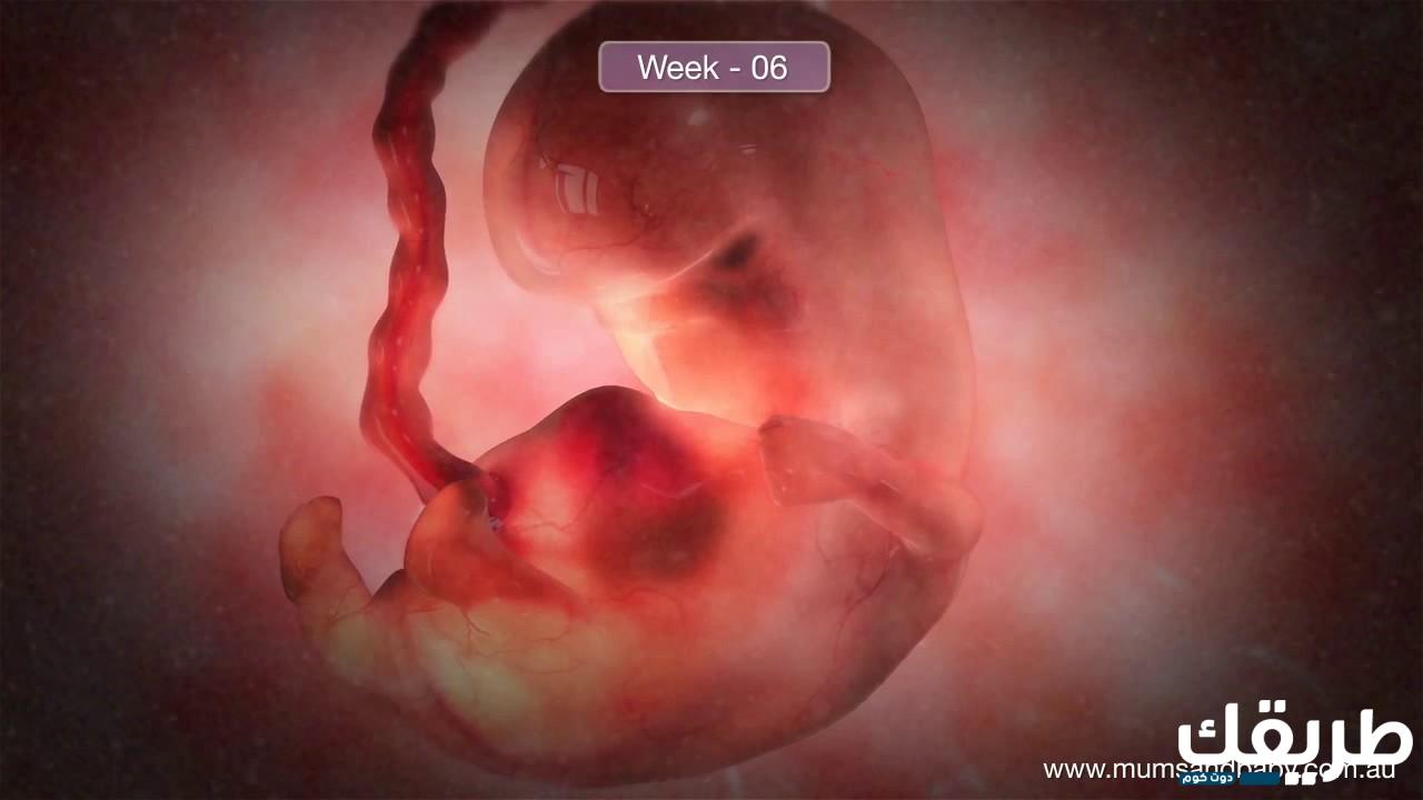 متى يظهر الجنين في كيس الحمل؟ تعرفي في اي أسبوع ظهوره 3 44631851808151