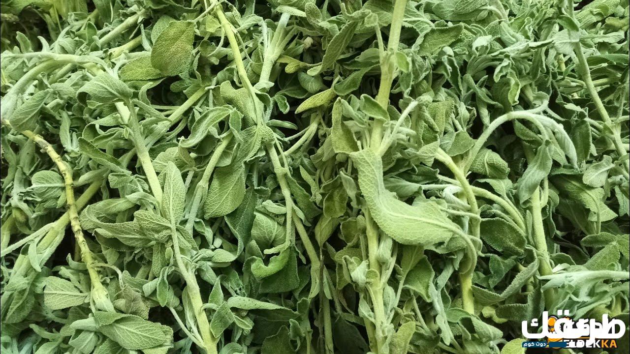 تجربتي مع المرامية للشعر الابيض وفوائدها للجسم 8 448736933225591