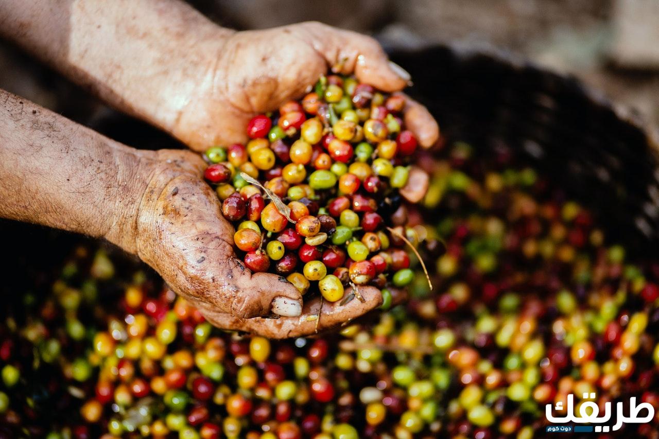 تجربتي مع القهوة الخضراء للتخسيس 2 457474113763768