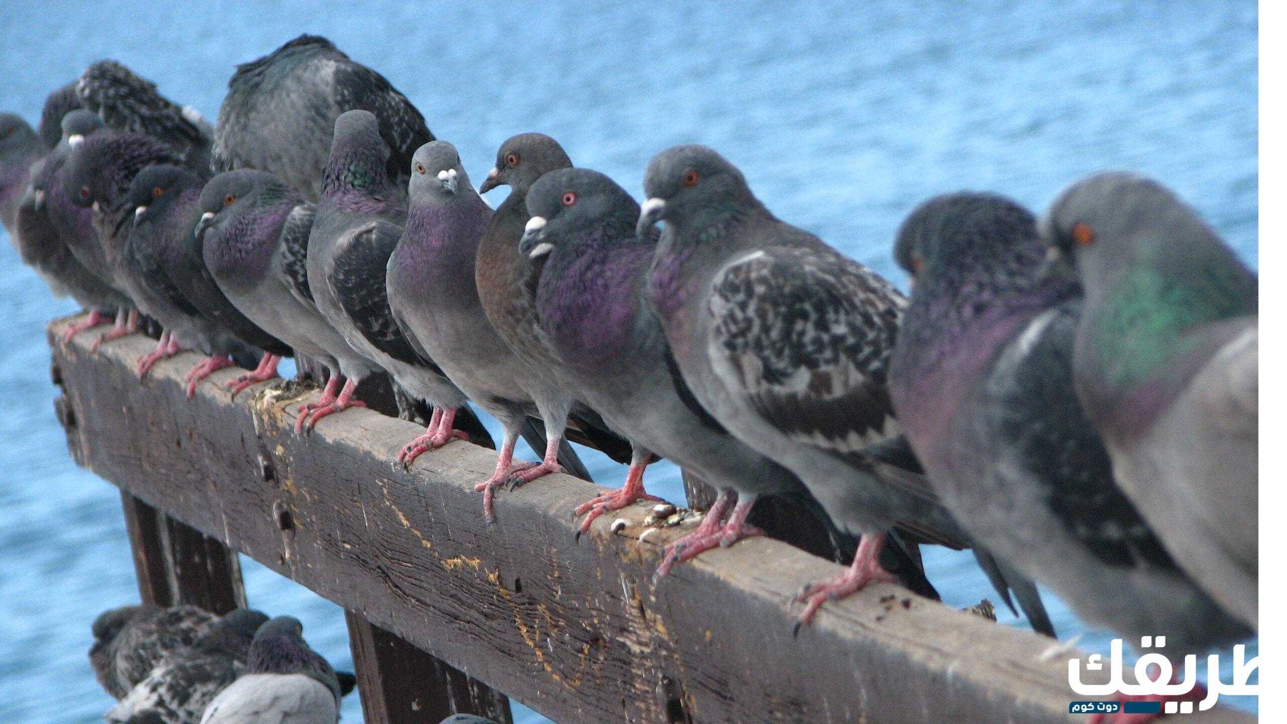 تفسير حلم الحمام الصغير في المنام 2 46091612285172 scaled