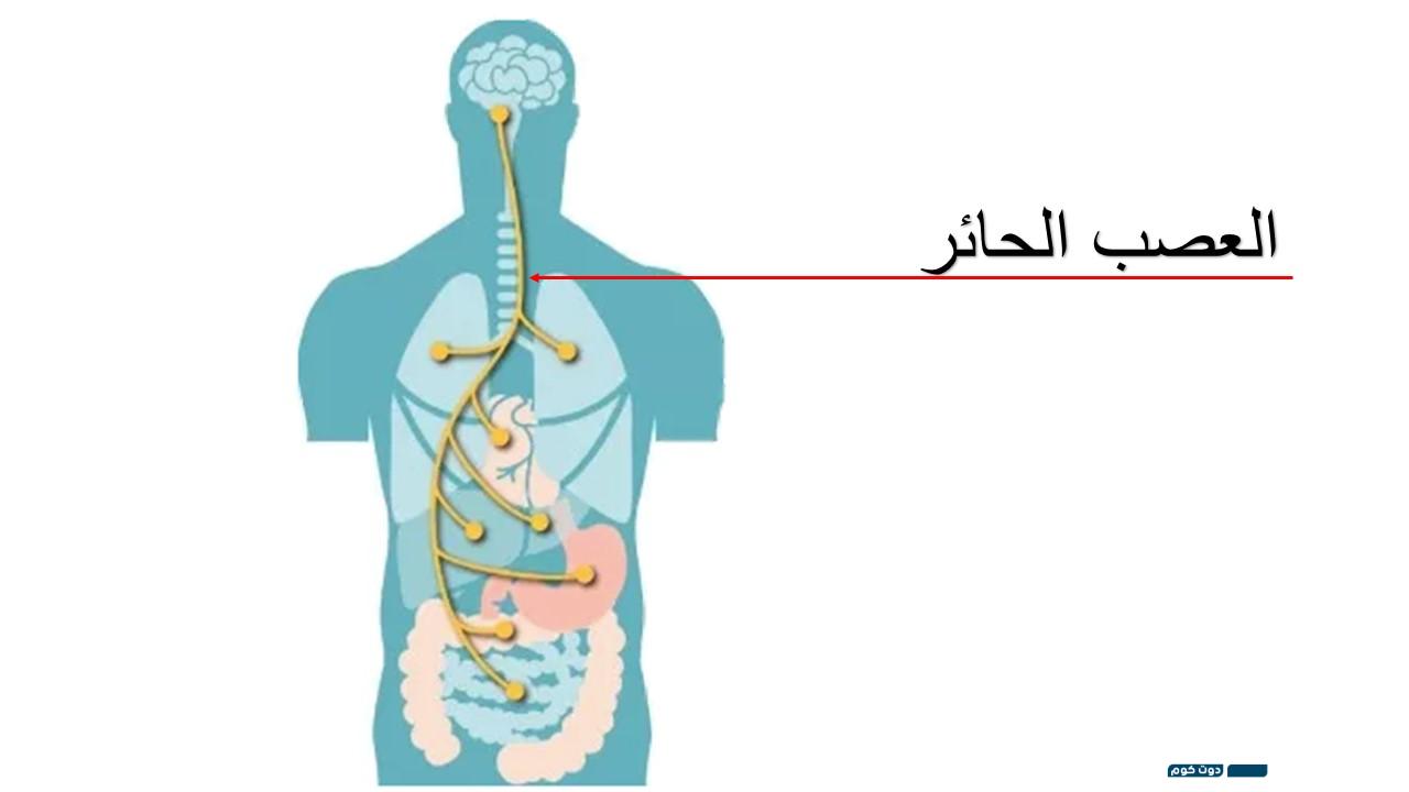 تجربتي مع العصب الحائر وأعراضه وعلاقته بالقولون 2 721972362555026