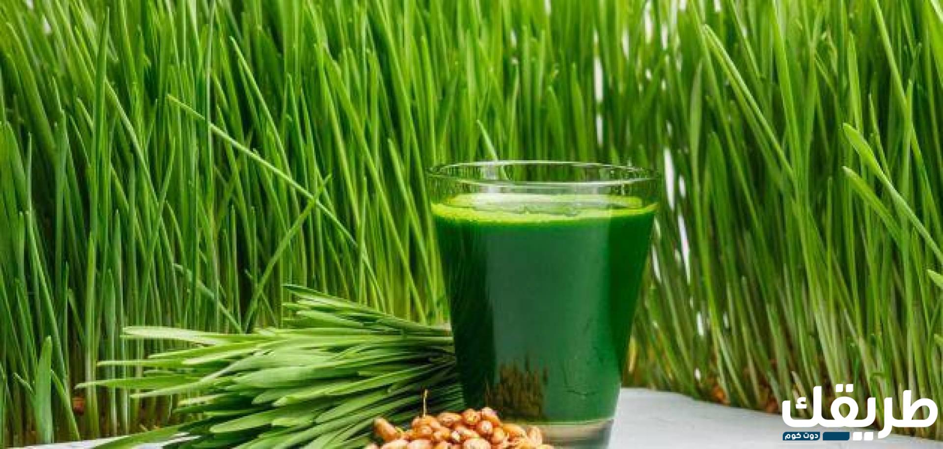 تجربتي مع عشبة العلندة وهل تقي من الإصابة بالسرطان؟ 6 725050789598770