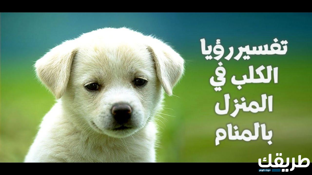 تفسير طرد الكلاب من المنزل للعزباء والمتزوجة والمطلقة 6 745271541840041