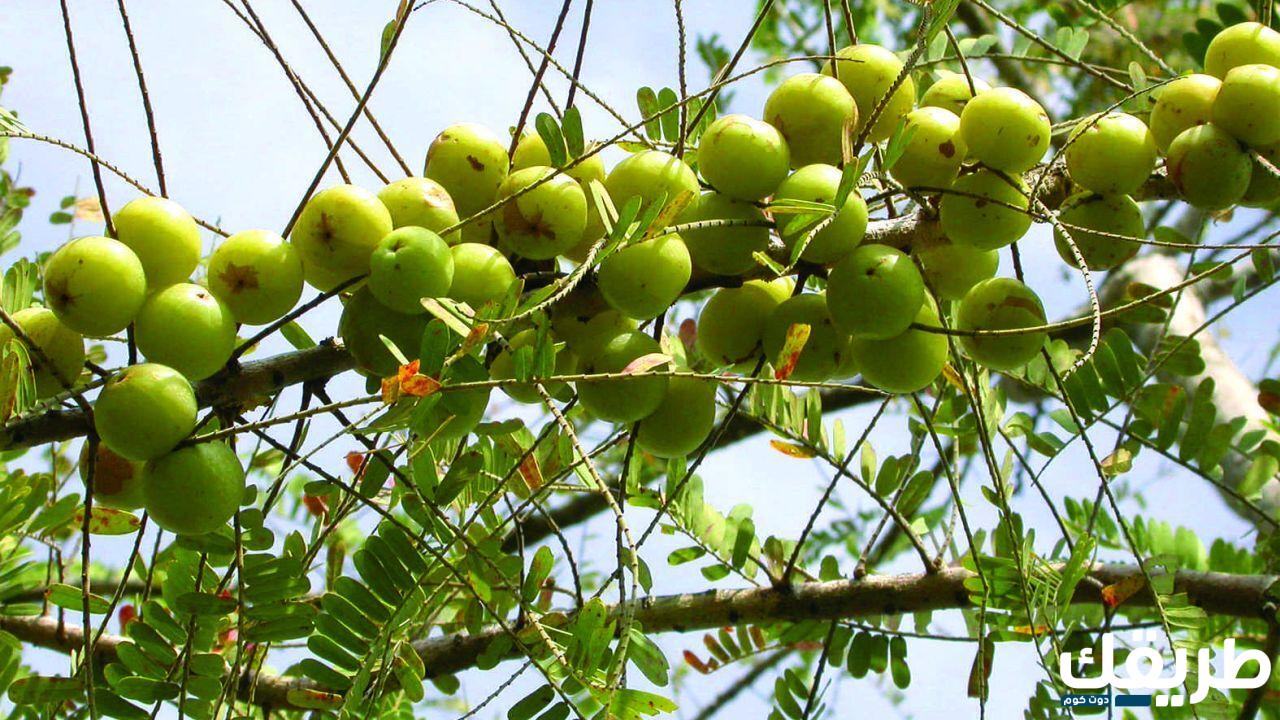 تجربتي مع الاملج للشعر وطريقة إستخدامه الصحيحة 6 77537440520945