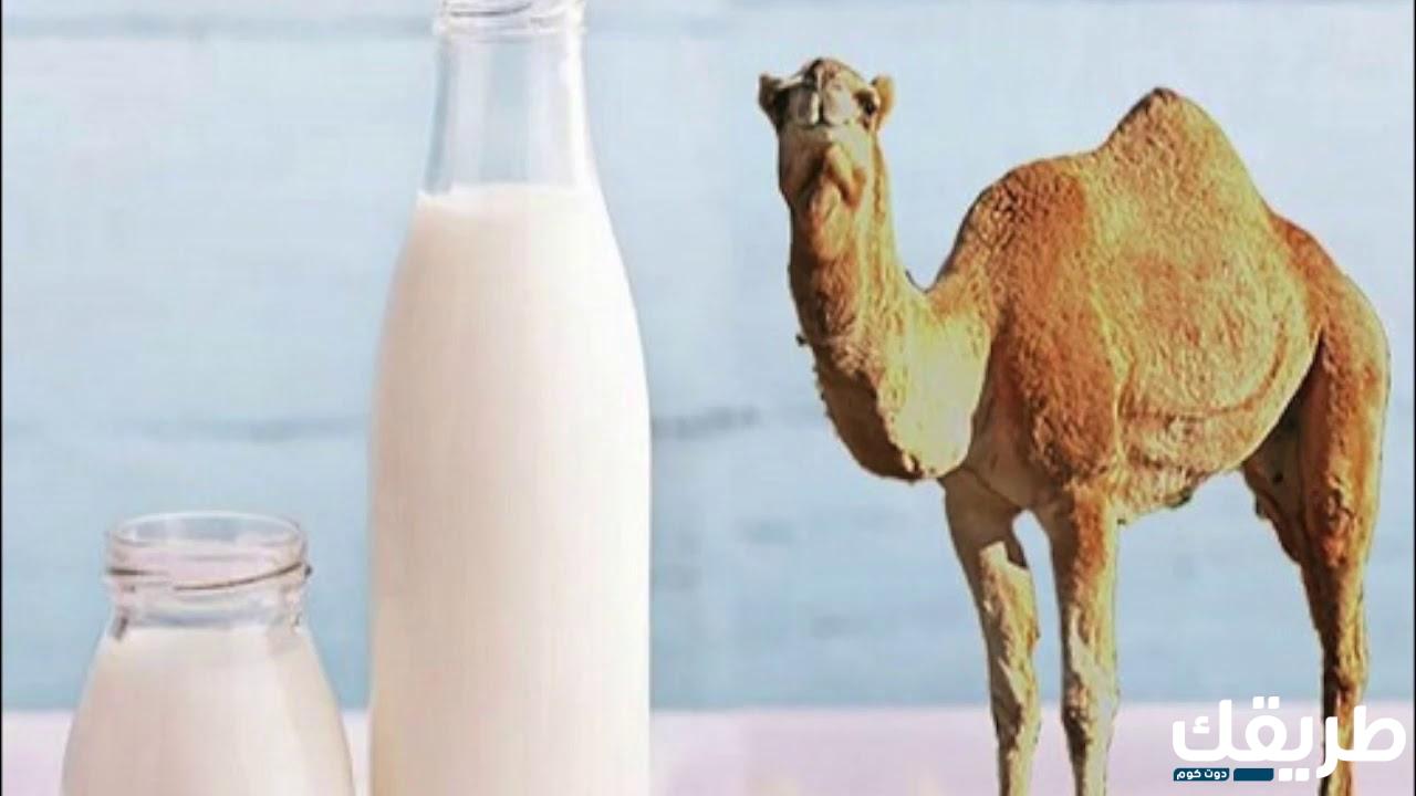ماهي فوائد حليب الإبل لتكيس المبايض وأسباب حدوث التكيسات 2 800607658953114