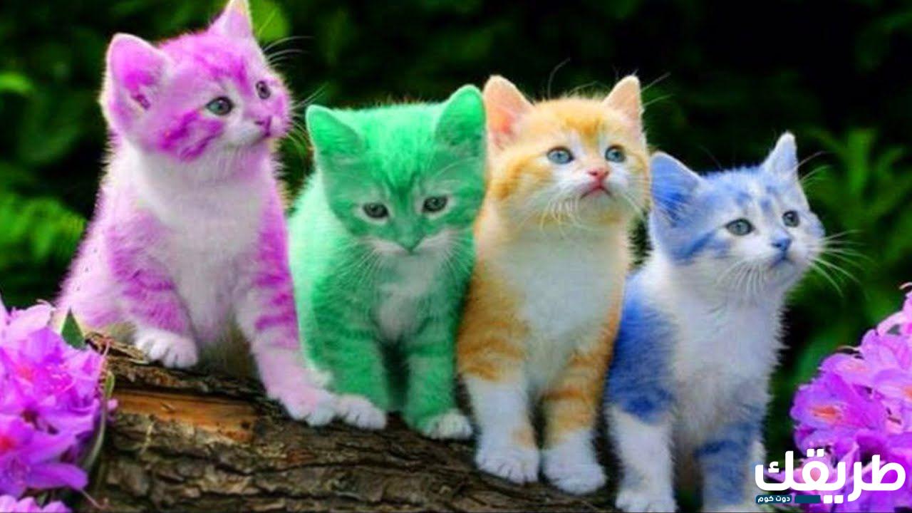 تفسير حلم البِسه في المنام لابن سيرين 7 845358772781902