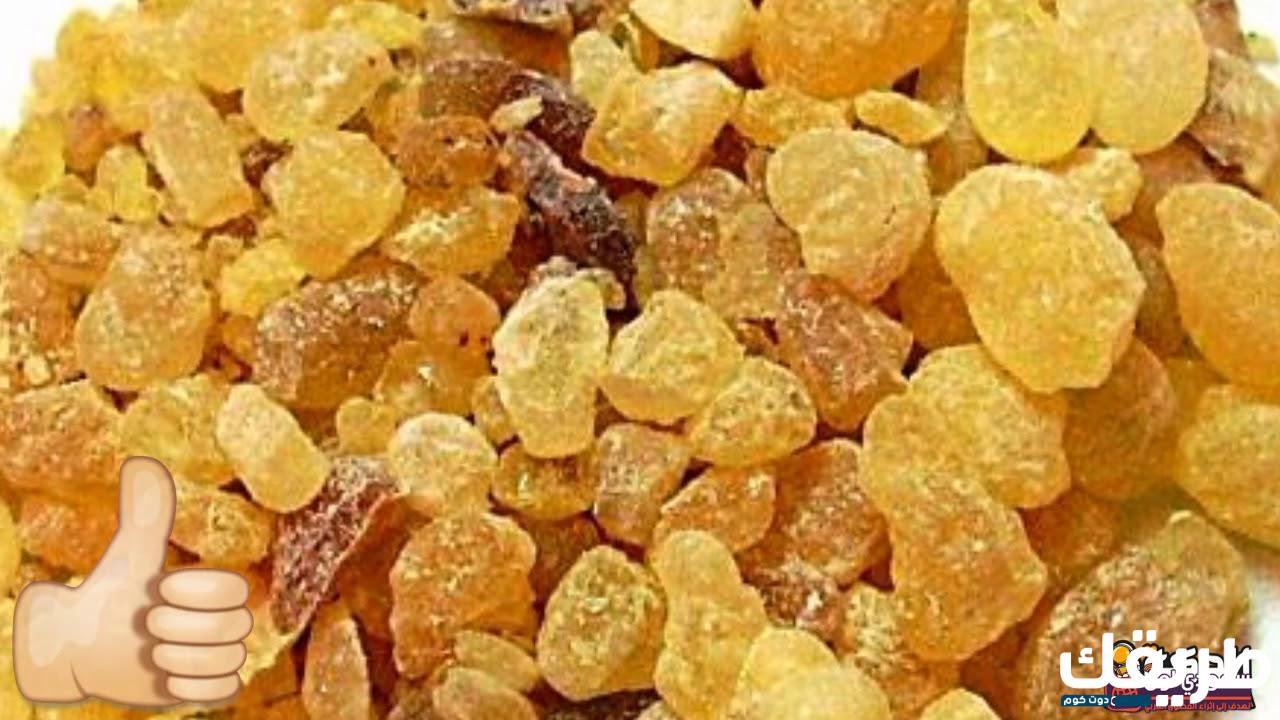 فوائد لبان سمارة للحوامل وفوائده لجسم الإنسان وما هى مكوناته 6 859182092378229