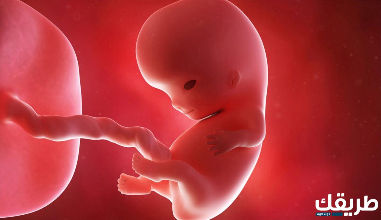 تكوين شكل الجنين فى الشهر الثامن ومراحل الحمل المختلفة 7 888097487044683