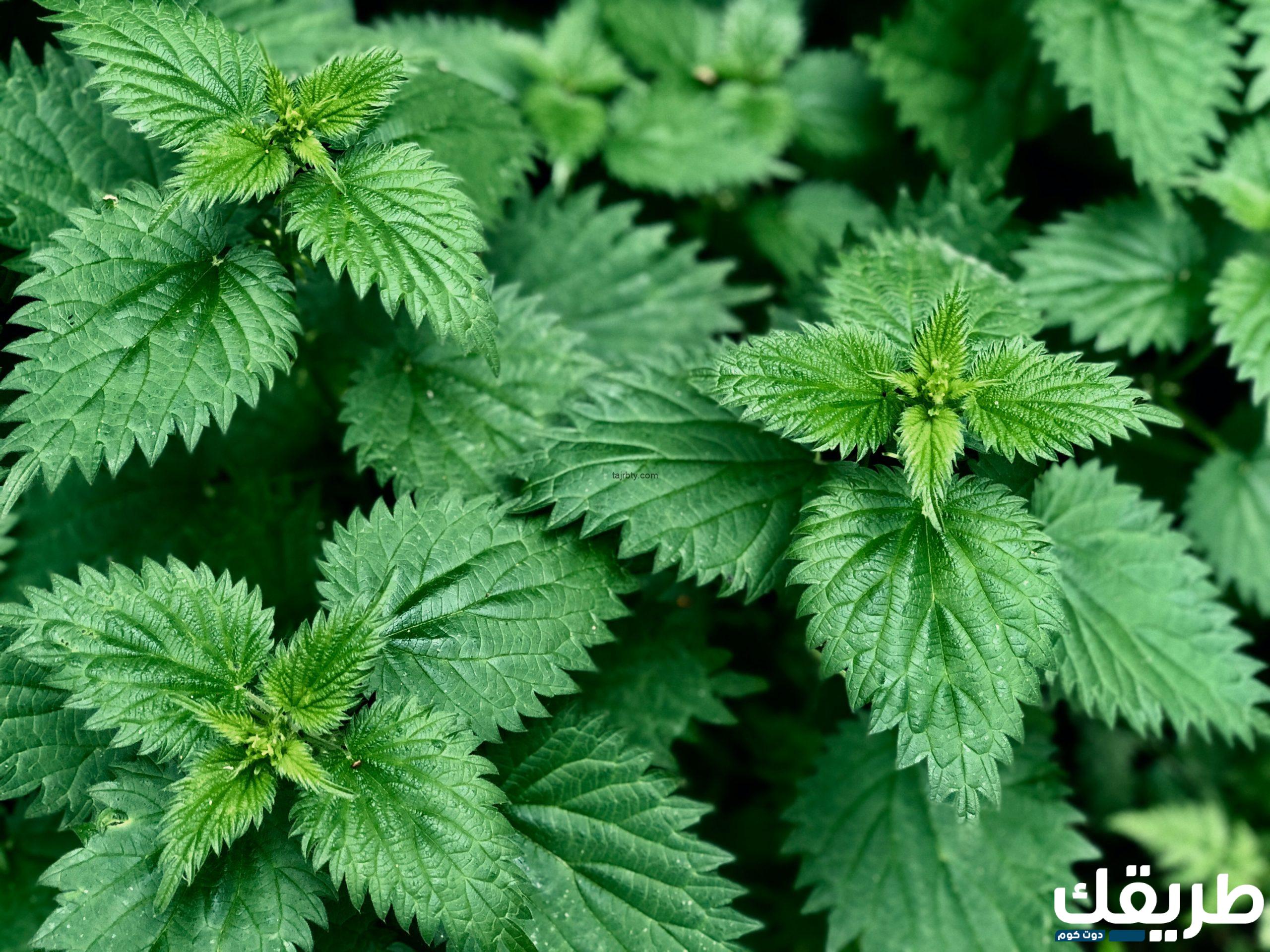 تجربتي مع عشبة القراص 2 921245244727963