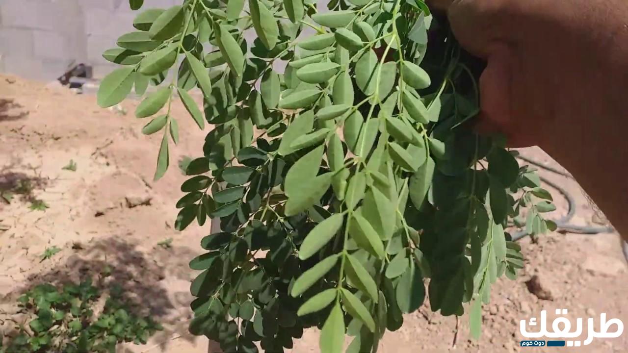 تجربتي مع المورينجا للسكر وكيفية إدارة مرض السكري مع المورينجا 5 949809653706514