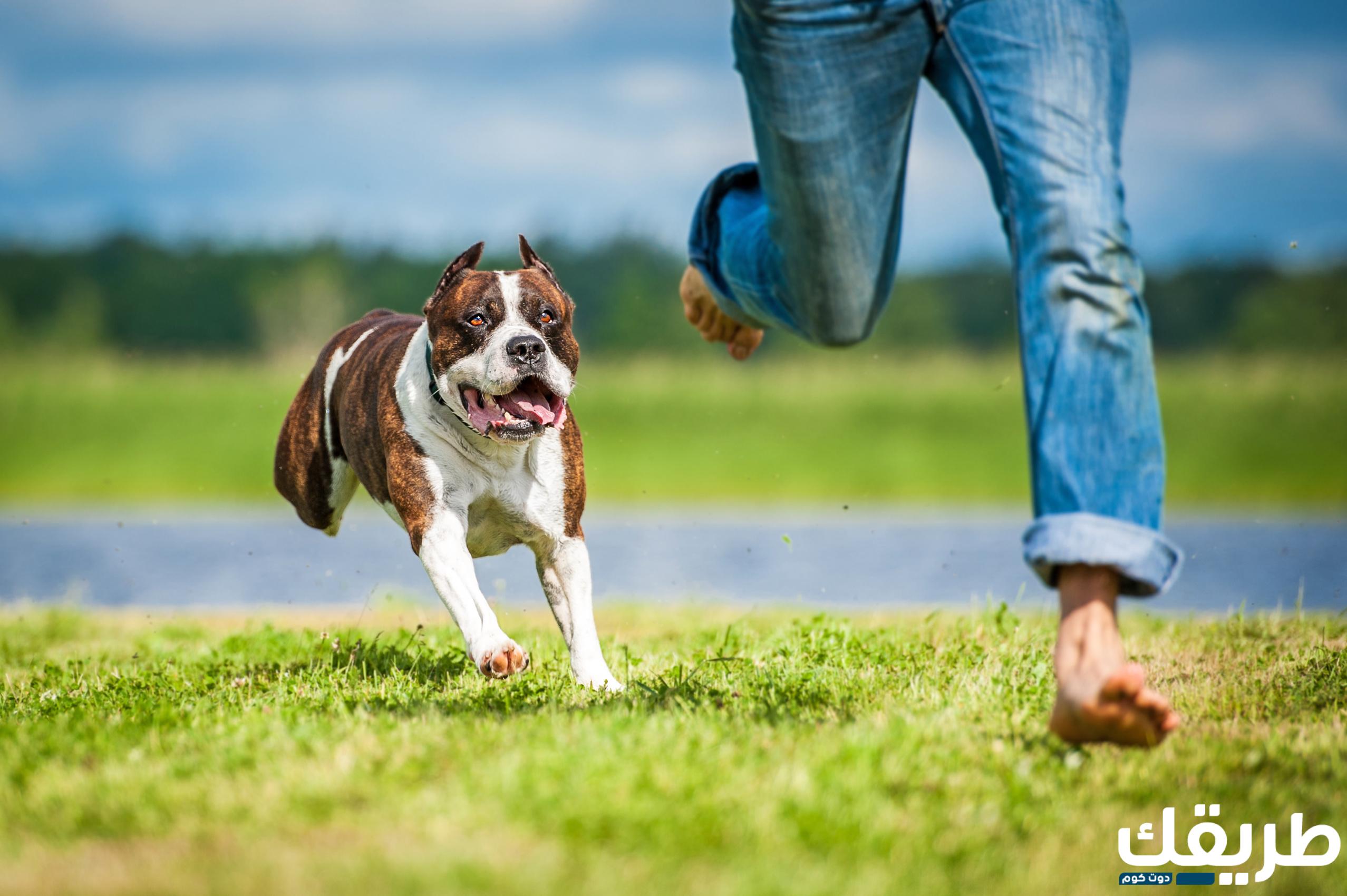 رؤية الكلاب تجري ورائي في المنام للمتزوجة 7 رؤية الكلاب تجري ورائي في المنام للمتزوجة