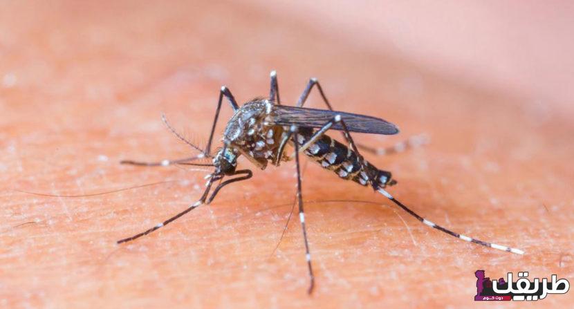 تجربتي مع حمى الضنك وطرق علاجها وأسباب الإصابة بها 3 Hereareafewcommoninsectbitesignsandsymptoms 830x447 1