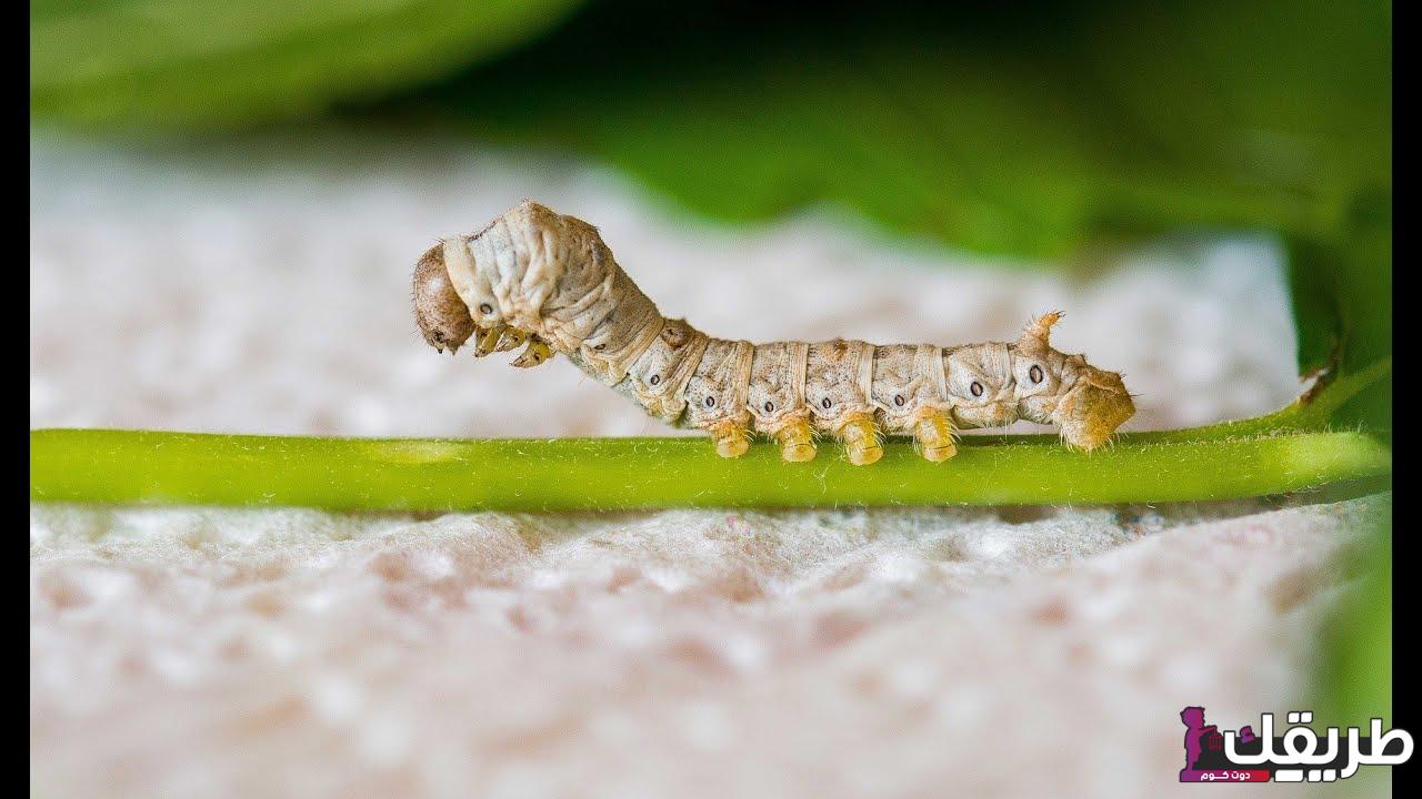 ما هي الفصيلة التي تنتمي اليها دودة القز وما هي دورة حياتها 2 R 3