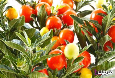 تجربتي مع عشبة الاشواجندا حل سحري للتخلص من الأرق أم علاج وهمي؟ 7 ashwagandha 1527140380 3896730