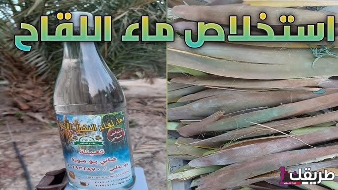 تجربتي مع ماء اللقاح  وعلاج العقم وأهم فوائده للجسم