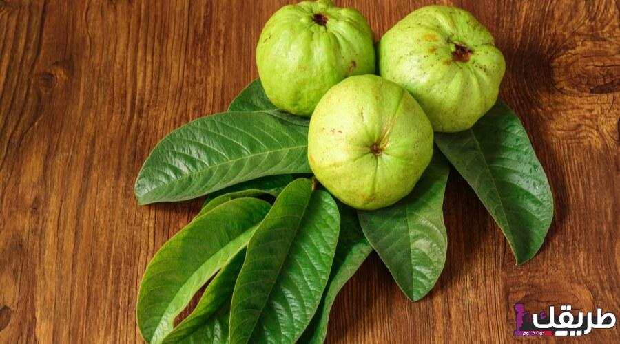 تجربتي مع ورق الجوافة للكحة وما هي طريقة الاستخدام 3 tbl articles article 32505 4495731b90d d82b 43e8 9b6e 38fc946ca6fa