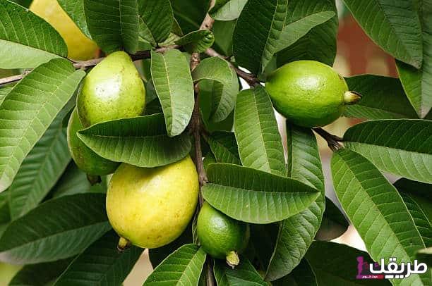 ورق الجوافة للشعر تجربتي وطريقة إستعماله الصحيحة 6 ا 112