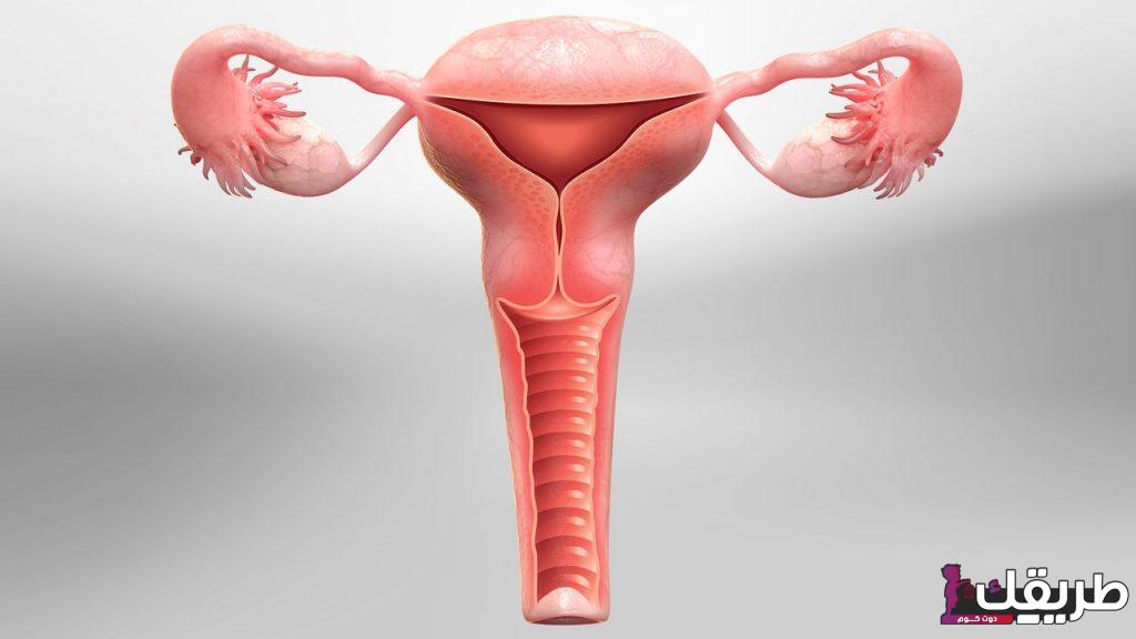 تجربتي مع استئصال الرحم 3 استئصال الرحم 1024x576 1