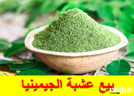 اسم عشبه الجيمنيما في السعودية 41 اسم عشبه الجيمنيما في السعودية