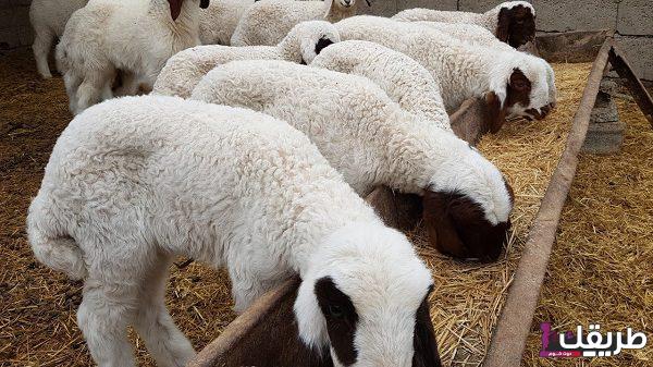 تجربتي مع تربية الاغنام وألية العمل وكيفية شرائهم 3 تجربتي مع تربية الاغنام