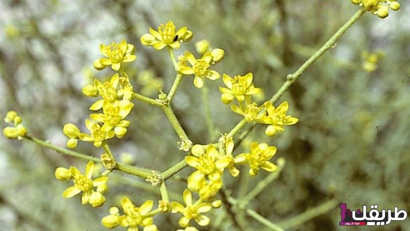 تجربتي مع عشبة الحزا في تنظيف الرحم 5 تجربتي مع عشبة الحزا