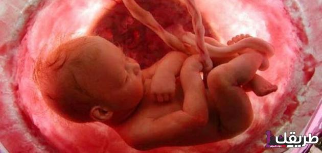 ما هو تكوين شكل الجنين في الشهر الثالث من الحمل 2 كيف يكون شكل الجنين في الشهر الثالث