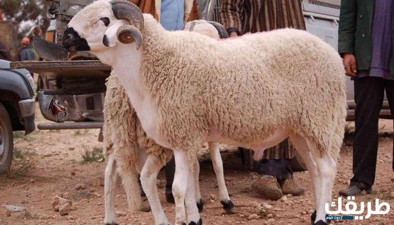 ما حكم من لا يضحي في العيد 6 ما حكم من لا يضحي في العيد