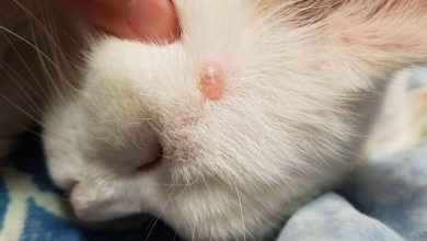 أمراض القطط الشهيرة وطرق علاجها منزلياً وأسباب الإصابة بها 6 281918283453662