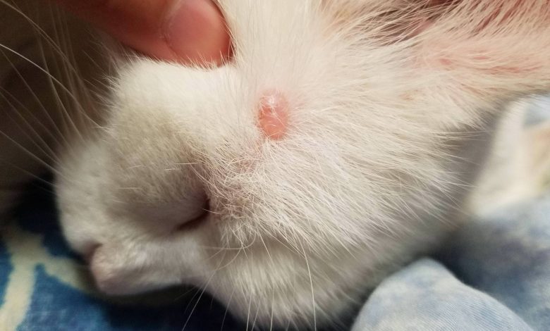 أمراض القطط الشهيرة وطرق علاجها منزلياً وأسباب الإصابة بها 1 281918283453662