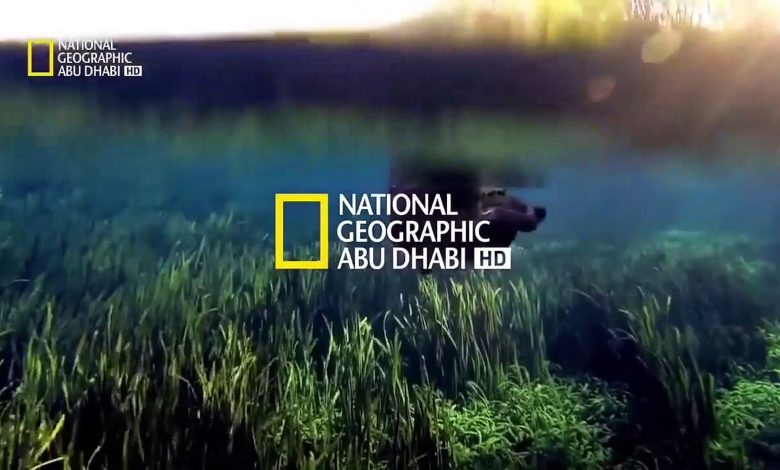 تردد قناة ناشيونال جيوغرافيك أبو ظبي الجديد HD SD 2024 على النايل سات 1 303402608267374