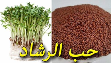 فوائد حب الرشاد للمرأة وكيف يتم إستخدامه 7 365642922957794