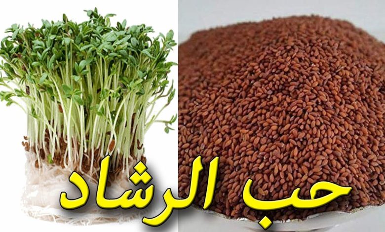 فوائد حب الرشاد للمرأة وكيف يتم إستخدامه 1 365642922957794