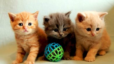 اسامي قطط بنات كيوت مميزة جميله وجديده 2024 4 اسامي قطط بنات كيوت مميزة جميله وجديده 2024