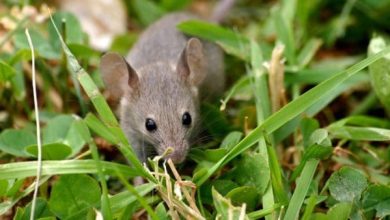 هل سم الفئران يقتل الإنسان 4 14 9