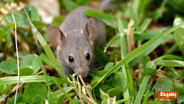 هل سم الفئران يقتل الإنسان 1 14 9